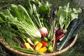 太陽の恵みをめいっぱい！季節の野菜セット【10品目】＃栽培期間中農薬・化学肥料不使用