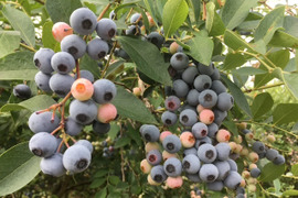 【大中粒・完熟甘～い】つくば産 冷凍ブルーベリー ５kg　ラビットアイ系ティフブルー