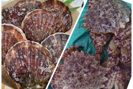 期間限定！お花見セット！オスのトゲクリガニ（大サイズ）約２キログラムと野辺地ホタテ15枚