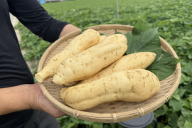 焼くだけスイーツ！しっとり濃厚！白いさつまいも【きみまろこ】4.5kg