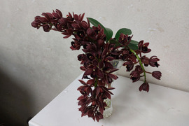 〝Cym.フォアゴットンフルーツ〟切り花 ～ちょっぴり珍しい下垂系シンビジウム～