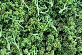 【春の香り】花山椒/はなさんしょう/天然/高級山菜/100g【4/13~15発送】【冷蔵便】