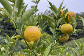 木なり完熟すだち(自然栽培)2㎏箱詰-農薬不使用・無肥料・無除草剤