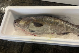 【今が旬！】　青森県佐井村産真タラ　一本　約３㎏