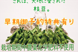 早期ご予約特典有り(5月1日まで！)ミネラル栽培枝豆！農薬使用なし化学肥料使用なし(2kg)
