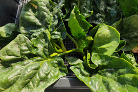 ✨農薬・化成肥料不使用の朝採れ直送「ずっしり肉厚ほうれん草たっぷり800g（200g×4袋）」✨