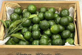 爽やかな酸味！採れたて【シークワーサー】500ｇ