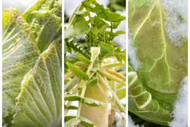 【冬ギフト】「１年に１度しか味わえない、雪国の越冬野菜セット。あま～い白菜・大根・キャベツ」兵庫県香美町産雪ぶとん野菜。≪１種２個セット≫野菜セット。2024年１月～発送予定。