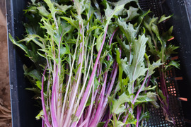 ✨農薬・化成肥料不使用のサラダセット（赤紫水菜300g+水菜300g+ミックスレタス300g）✨