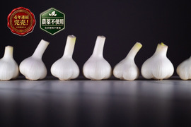 愛知県産 生にんにく ホワイト六片 500g｜新にんにく・4年連続完売・予約販売のみ・収穫当日に土付き発送
