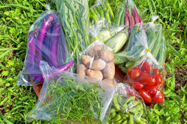 【無農薬・無肥料・除草剤等不使用】自然栽培!旬のおまかせ野菜セット8~10種