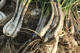 【長岡産】ラッキョウ(2kg)
