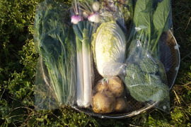 【健康野菜の王様ヤーコン入り】旬の野菜セット８品目