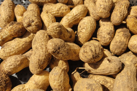 🥜掘りたて！ジャンボ生落花生「おおまさり」約400g｜ホクホク甘い秋の味覚✨塩ゆで・落花生ご飯に｜農薬・化成肥料不使用｜さや付き・土付き・冷蔵便🥜