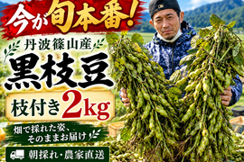 【今が旬本番！】【数量限定】丹波篠山 黒枝豆 枝付き2kg 朝採れ農家直送 大粒 濃厚な甘み ホクホク食感 もっちり 黒大豆 大粒 枝付き 贈答品 束 丹波篠山黒枝豆 枝豆 丹波 黒豆