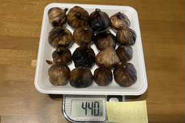 12 自然栽培　黒にんにく 人気　サイズいろいろ　たっぷり16個　令和4年度新物　食べやすくて美味しい