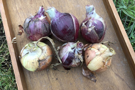 【農薬化学肥料不使用】旨み甘み！赤と黄MIX玉ねぎ(8kg)無選別【北海道・芽室】