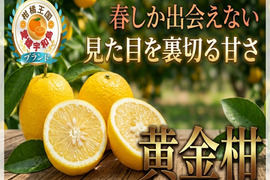 🍊通がまとめ買いする理由🍊香り弾ける幻の柑橘『黄金柑』春限定の極上フルーツ大容量パッケージ約3kg