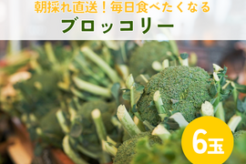朝採れ直送！毎日食べたくなるブロッコリー　6個入り　//先行予約/2026年6月上旬より発送//