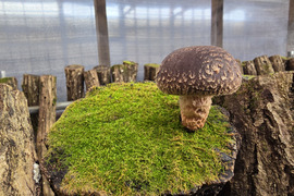 地域資源を有効に活用！！とっても肉厚な原木しいたけ（富山育ち）