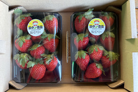 ビタミンCたっぷり！船橋産完熟いちご【おいCベリー】230g×2p