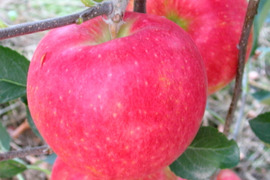 【10名限定、夏あかり１０ｋｇ】夏りんごの革命児。甘くて硬い味の濃いりんご、夏あかり約10ｋｇ