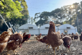 空と大地に見守られて、産まれる卵。-itadaki-甘くてコク深い、放牧鶏「暖鷄」の卵です。放牧卵itadaki/自然放牧