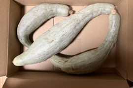 自然栽培冬至用かぼちゃ甘龍4.5kg