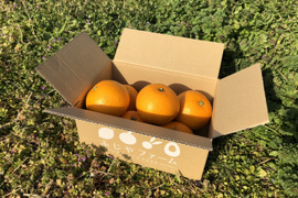 大崎上島産　離島の「紅八朔」　2kg シャリっとプチっ！ジュワッ！ほろ苦さと爽やかな香り！旬の柑橘をご自宅で！！