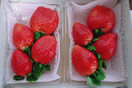 大粒！
厳選完熟とちあいか