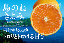 島のね きよみ【愛媛みかん/木成り完熟/サイズ混合/3kg】