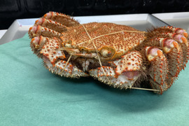 【特大】毛蟹/硬毛ガニ/味の濃さ旨味バツグン/3特ランク/浜茹で/1kgアップ【冷凍】