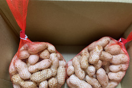 生落花生（おおまさり）　（栽培中は農薬未使用）