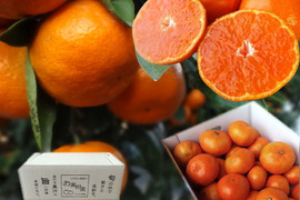 みかん好きが求める！夢の濃熟みかん！甘〜い完熟濃厚な美味しさでみかん好きも大絶賛！驚きの旨さにリピ続出！ネットで噂のブランドみかん「蜜ツ丸（みつまる）」サイズ混合　お試し品　約３ｋｇ【商品番号138】