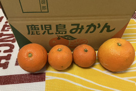 鹿児島県産「農薬不使用・橙」5㎏