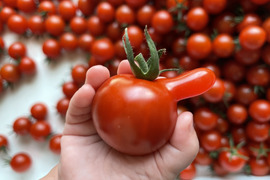 ミニトマトで笑顔を　完熟ミニトマト 1kg【千葉県旭市産】【トマト食べ比べ】