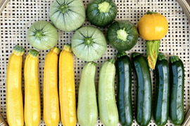 信州産｜いろんなズッキーニ無選別つめあわせ