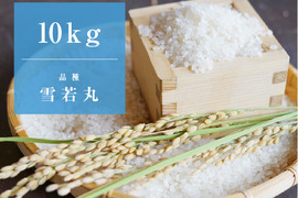 山形県産雪若丸（10kg） 令和6年産：精米、お試し用パックご飯1個（180g）付