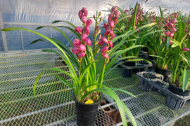 【コンパクトサイズ】シンビジウムスタンダード仕立て3本立