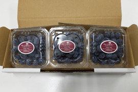 【予約販売】新鮮採れたてブルーベリー生果実３パックセット【山口県産】