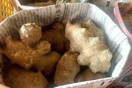 【農薬不使用】京都美山産 菊芋　1kg