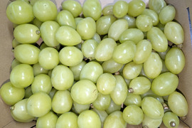 🍇【山梨県笛吹市産】【粒で楽しむ2品種食べ比べ】シャインマスカット＆ジュエルマスカット食べ比べセット 計約1.0kg🍇 ～果実の宝石、爽やかな甘みと豊かな香り～