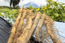 3kg⭐️訳あり⭐️自然薯⭐️《超特価！》