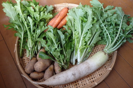 【自然栽培】高原の野菜セットSS（５～６品目）