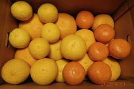 🍊伊豆ﾆｭｰｻﾏｰｵﾚﾝｼﾞ他「初夏の味覚/お楽しみ柑橘５種セット」　ご贈答用/正味4.5㎏