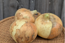 《今が旬》新玉ねぎ 大きめ ５KG 五島列島産 自然農業での栽培