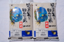 9月中旬発送　新米　粒すけ　無洗米　10kg（5kg×2）令和5年産