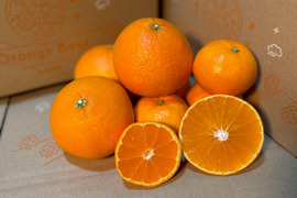 【OrangeBaseの贅沢柑橘セット】暁みかん×まどんな