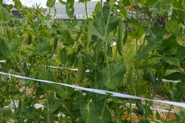 スナップエンドウ：自然農栽培で育てた奈良の野菜