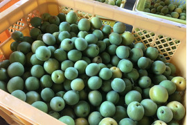 ＊予約販売【青梅】京都青谷産「白加賀」(10kg, 4L以上)